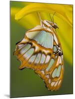 Malchite Butterfly on Petal of Yellow Asiatic Lily-Darrell Gulin-Mounted Photographic Print