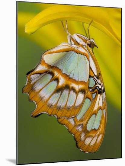 Malchite Butterfly on Petal of Yellow Asiatic Lily-Darrell Gulin-Mounted Photographic Print