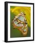 Malchite Butterfly on Petal of Yellow Asiatic Lily-Darrell Gulin-Framed Photographic Print