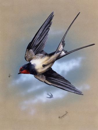 A Swallow (Hirundo Rustica) in Flight. Painting by Malcolm Greensmith