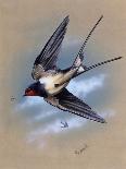 A Swallow (Hirundo Rustica) in Flight. Painting by Malcolm Greensmith-Malcolm Greensmith-Art Print