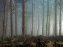 Forest of Pine-Malcolm McBeath-Photographic Print