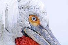 Dalmatian pelican (pelecanus crispus) portrait of adult in breeding plumage, lake kerkini, greece-Malcolm Schuyl-Photographic Print