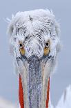 Toco Toucan (Ramphastos toco) adult, close-up of face and beak, Brazil, captive-Malcolm Schuyl-Framed Photographic Print