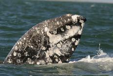 Grey Whale (Eschrichtius robustus) adult, close-up of flipper with heavy scarring, San Ignacio-Malcolm Schuyl-Photographic Print