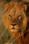 Lion (Panthera leo) adult male, close-up of head, Botswana-Malcolm Schuyl-Stretched Canvas