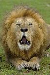 Lion (Panthera leo) adult male, close-up of head, Botswana-Malcolm Schuyl-Stretched Canvas