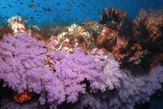 Purple Soft Coral in tropical reef, Maldives-Malcolm Schuyl-Photographic Print