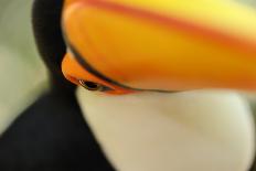 Toco Toucan (Ramphastos toco) adult, close-up of face and beak, Brazil, captive-Malcolm Schuyl-Photographic Print