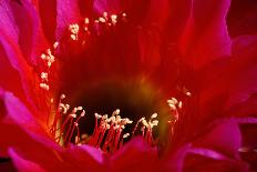 Torch Cactus (Trichocereus sp.) Close-up of flower - Arizona, USA-Malcolm Schuyl-Photographic Print