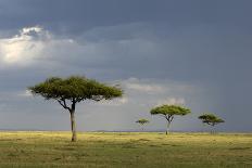 View of savannah habitat with rainclouds, Masai Mara, Kenya-Malcolm Schuyl-Photographic Print