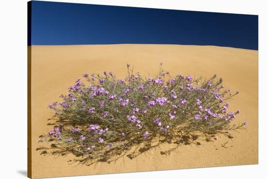 Malcolmia Littorea in Flower, Almograve, Np of South West Alentejano and Costa Vicentina, Portugal-Quinta-Stretched Canvas