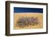 Malcolmia Littorea in Flower, Almograve, Np of South West Alentejano and Costa Vicentina, Portugal-Quinta-Framed Photographic Print