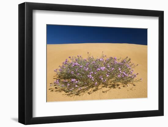 Malcolmia Littorea in Flower, Almograve, Np of South West Alentejano and Costa Vicentina, Portugal-Quinta-Framed Photographic Print