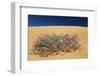 Malcolmia Littorea in Flower, Almograve, Np of South West Alentejano and Costa Vicentina, Portugal-Quinta-Framed Photographic Print