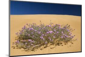 Malcolmia Littorea in Flower, Almograve, Np of South West Alentejano and Costa Vicentina, Portugal-Quinta-Mounted Photographic Print