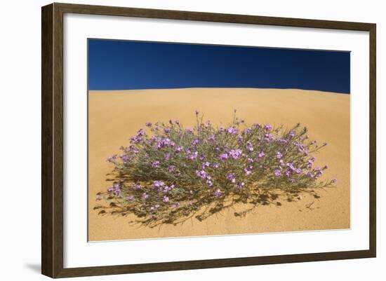 Malcolmia Littorea in Flower, Almograve, Np of South West Alentejano and Costa Vicentina, Portugal-Quinta-Framed Photographic Print