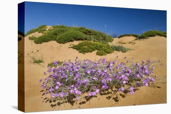 Malcolmia Littoreain Flower on Sand Dune, Np of South West Alentejano and Costa Vicentina, Portugal-Quinta-Stretched Canvas