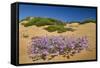 Malcolmia Littoreain Flower on Sand Dune, Np of South West Alentejano and Costa Vicentina, Portugal-Quinta-Framed Stretched Canvas