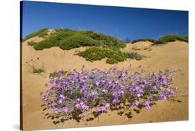 Malcolmia Littoreain Flower on Sand Dune, Np of South West Alentejano and Costa Vicentina, Portugal-Quinta-Stretched Canvas