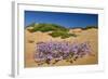 Malcolmia Littoreain Flower on Sand Dune, Np of South West Alentejano and Costa Vicentina, Portugal-Quinta-Framed Photographic Print