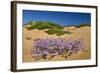 Malcolmia Littoreain Flower on Sand Dune, Np of South West Alentejano and Costa Vicentina, Portugal-Quinta-Framed Photographic Print