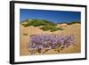 Malcolmia Littoreain Flower on Sand Dune, Np of South West Alentejano and Costa Vicentina, Portugal-Quinta-Framed Photographic Print