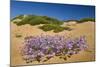 Malcolmia Littoreain Flower on Sand Dune, Np of South West Alentejano and Costa Vicentina, Portugal-Quinta-Mounted Photographic Print