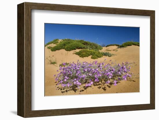 Malcolmia Littoreain Flower on Sand Dune, Np of South West Alentejano and Costa Vicentina, Portugal-Quinta-Framed Photographic Print