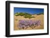 Malcolmia Littoreain Flower on Sand Dune, Np of South West Alentejano and Costa Vicentina, Portugal-Quinta-Framed Photographic Print