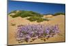 Malcolmia Littoreain Flower on Sand Dune, Np of South West Alentejano and Costa Vicentina, Portugal-Quinta-Mounted Photographic Print