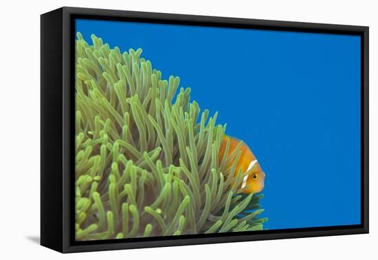 Maldives Anemonefish (Amphiprion Nigripes)-Reinhard Dirscherl-Framed Stretched Canvas