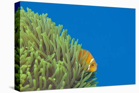 Maldives Anemonefish (Amphiprion Nigripes)-Reinhard Dirscherl-Stretched Canvas