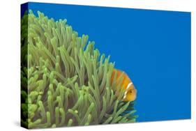 Maldives Anemonefish (Amphiprion Nigripes)-Reinhard Dirscherl-Stretched Canvas