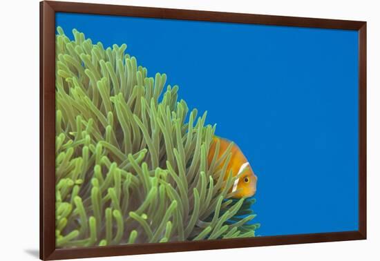 Maldives Anemonefish (Amphiprion Nigripes)-Reinhard Dirscherl-Framed Photographic Print