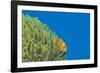 Maldives Anemonefish (Amphiprion Nigripes)-Reinhard Dirscherl-Framed Photographic Print