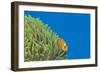 Maldives Anemonefish (Amphiprion Nigripes)-Reinhard Dirscherl-Framed Photographic Print