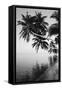 Maldives, Felidhu Atoll, Palm Tress on Beach-Michele Westmorland-Framed Stretched Canvas