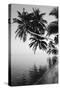 Maldives, Felidhu Atoll, Palm Tress on Beach-Michele Westmorland-Stretched Canvas