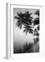 Maldives, Felidhu Atoll, Palm Tress on Beach-Michele Westmorland-Framed Photographic Print