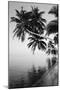 Maldives, Felidhu Atoll, Palm Tress on Beach-Michele Westmorland-Mounted Photographic Print
