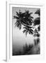 Maldives, Felidhu Atoll, Palm Tress on Beach-Michele Westmorland-Framed Photographic Print