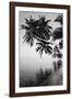 Maldives, Felidhu Atoll, Palm Tress on Beach-Michele Westmorland-Framed Photographic Print