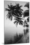 Maldives, Felidhu Atoll, Palm Tress on Beach-Michele Westmorland-Mounted Photographic Print