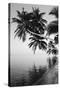 Maldives, Felidhu Atoll, Palm Tress on Beach-Michele Westmorland-Stretched Canvas