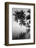 Maldives, Felidhu Atoll, Palm Tress on Beach-Michele Westmorland-Framed Photographic Print