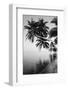 Maldives, Felidhu Atoll, Palm Tress on Beach-Michele Westmorland-Framed Photographic Print