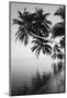 Maldives, Felidhu Atoll, Palm Tress on Beach-Michele Westmorland-Mounted Photographic Print