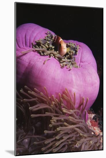 Maldives, Maldives Anemonefish, Amphiprion Nigripes-Stuart Westmorland-Mounted Photographic Print