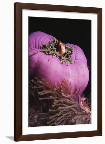 Maldives, Maldives Anemonefish, Amphiprion Nigripes-Stuart Westmorland-Framed Photographic Print